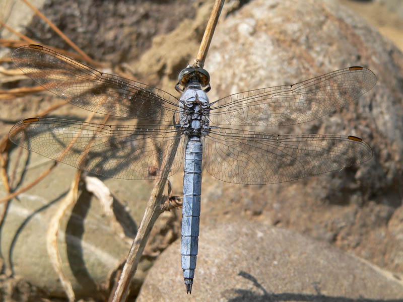 Orthetrum coerulescens e O. brunneum